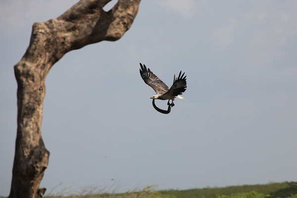 White-bellied Sea-Eagle